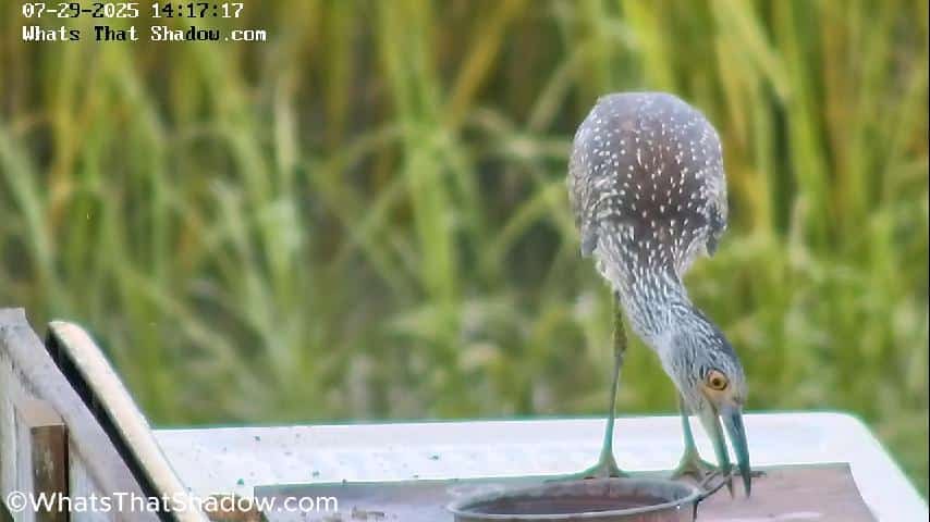 Juvenile Yellow Crowned Night Heron Practices Crabbing