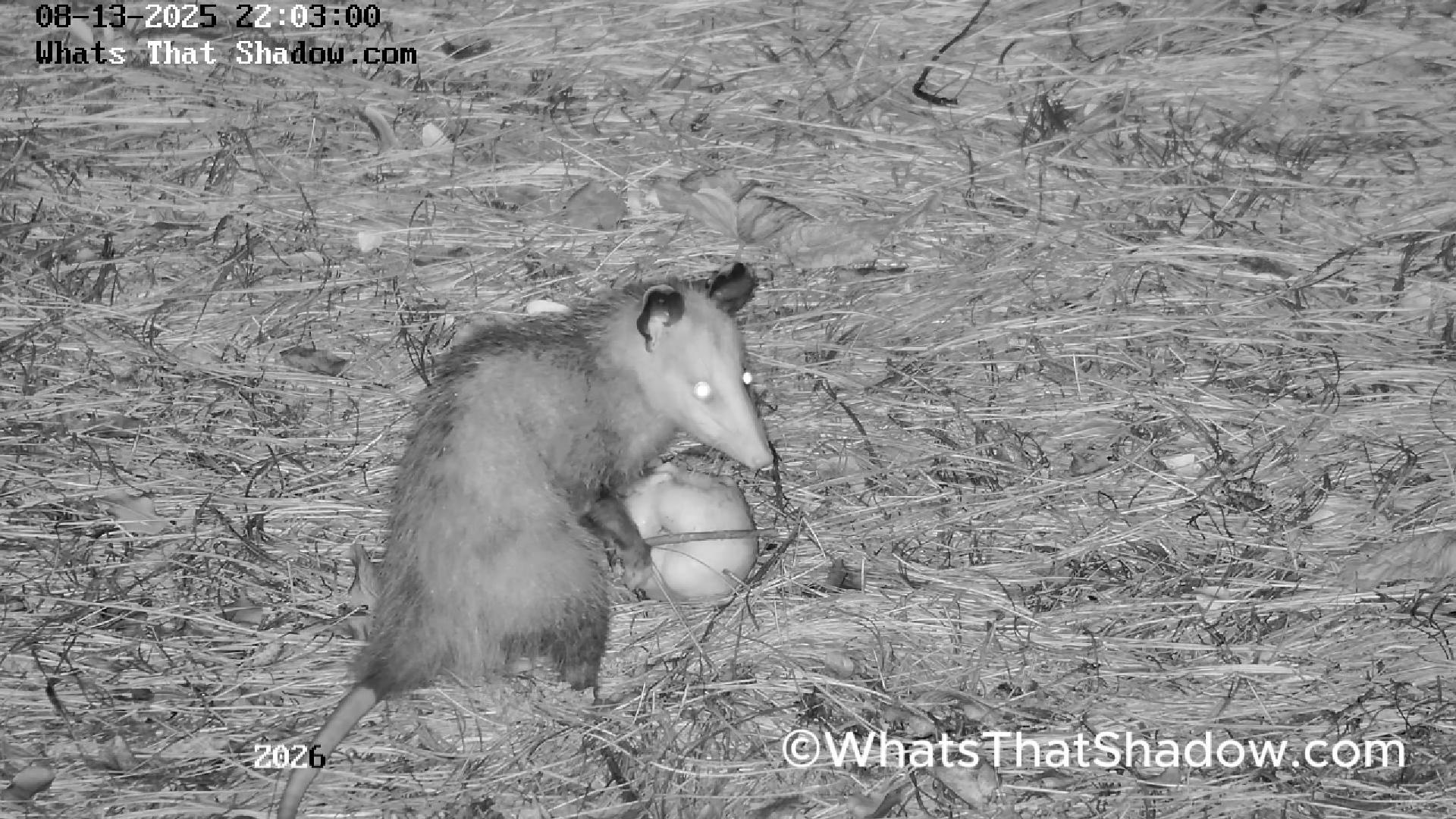 Cute Baby Possum (Opossum) Eating