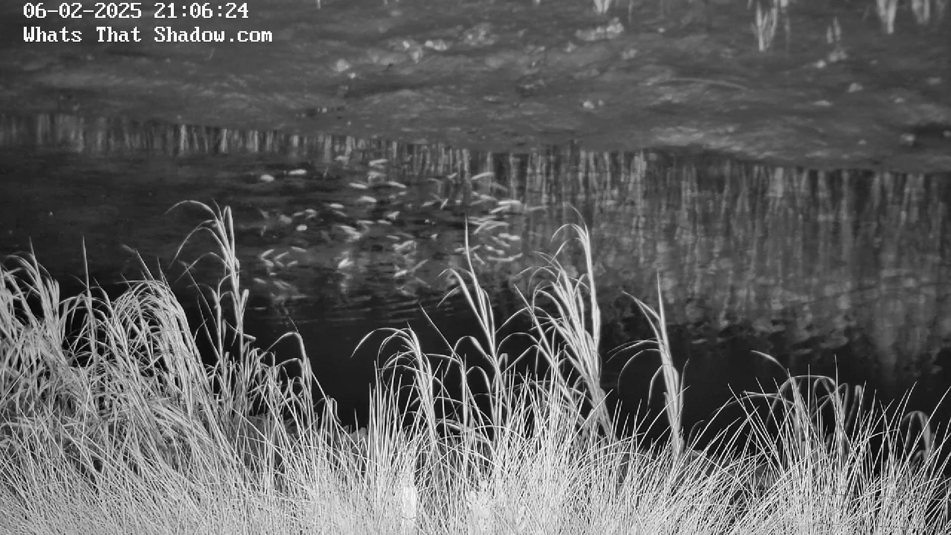 Marsh Minnows Jumping