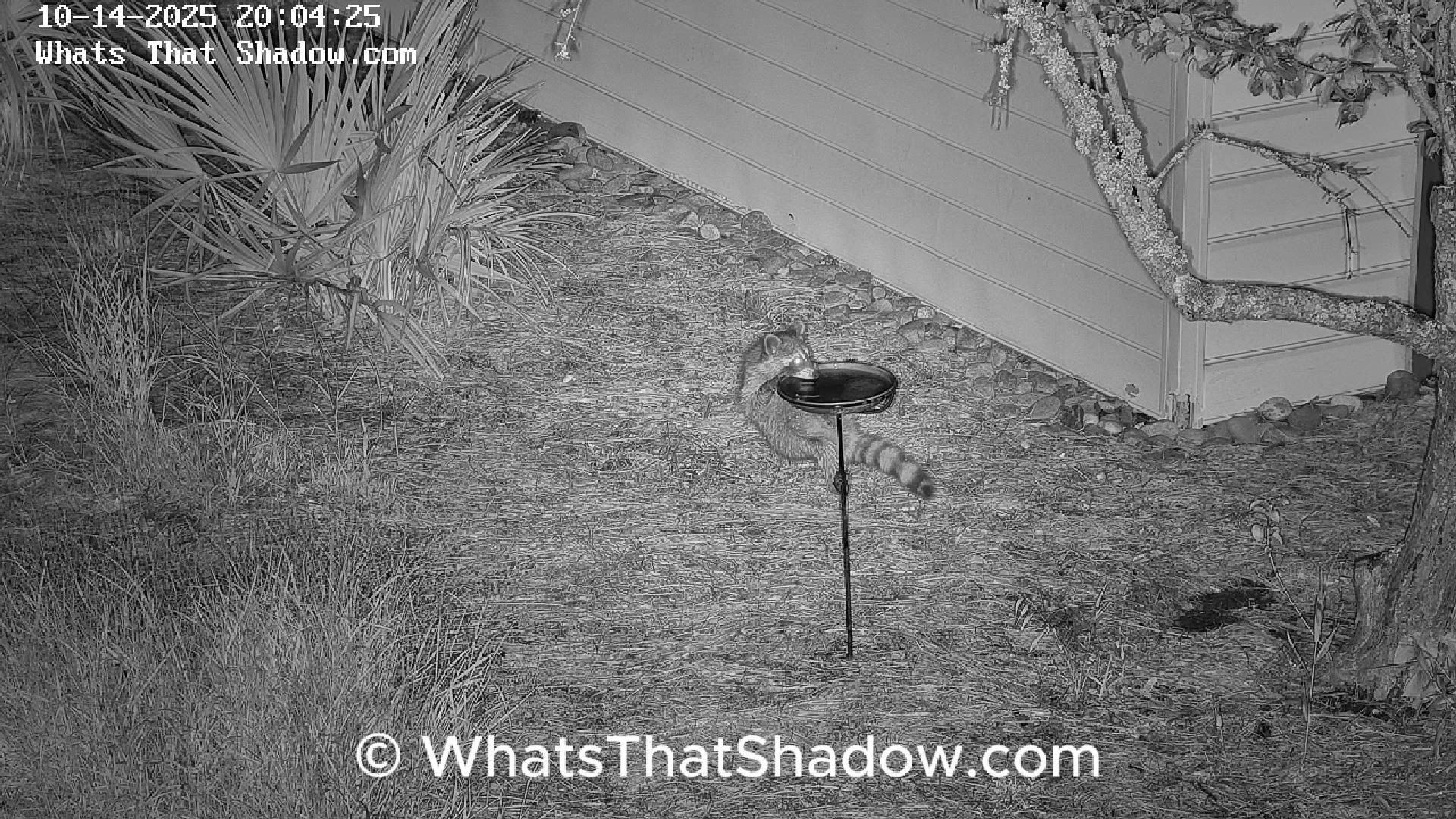 Raccoon Kit Muscles Up To Birdbath