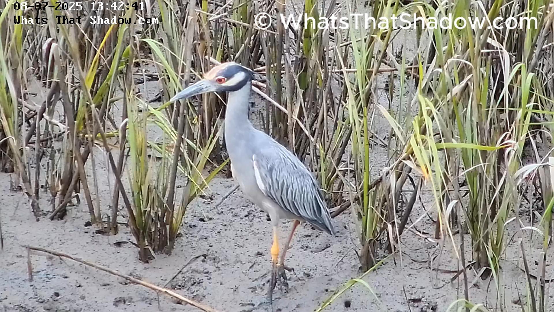 Yellow Crowned Night Heron Swaying & Hunting Crabs