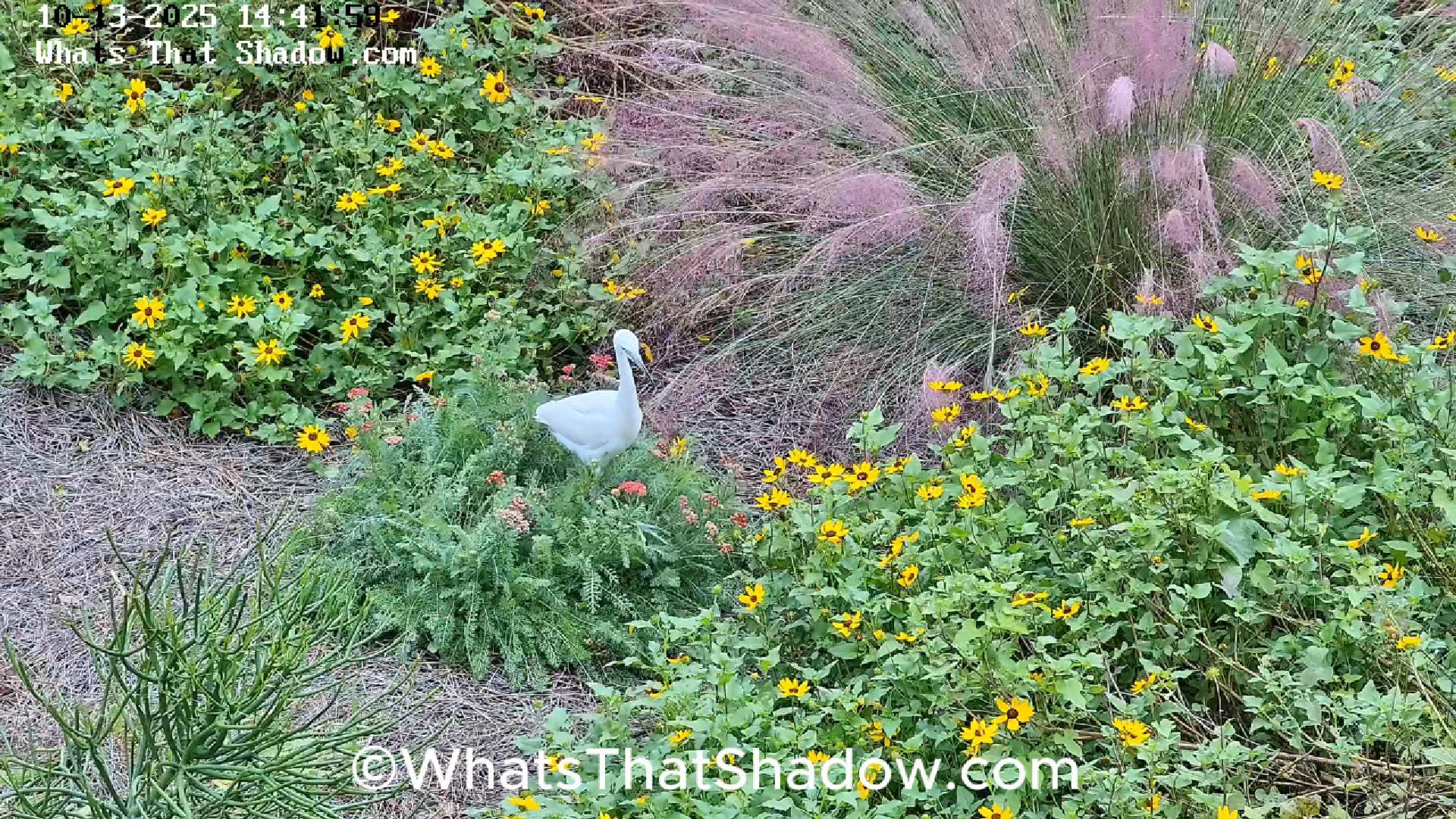 Juvenile Little Blue Heron Eating Lizards