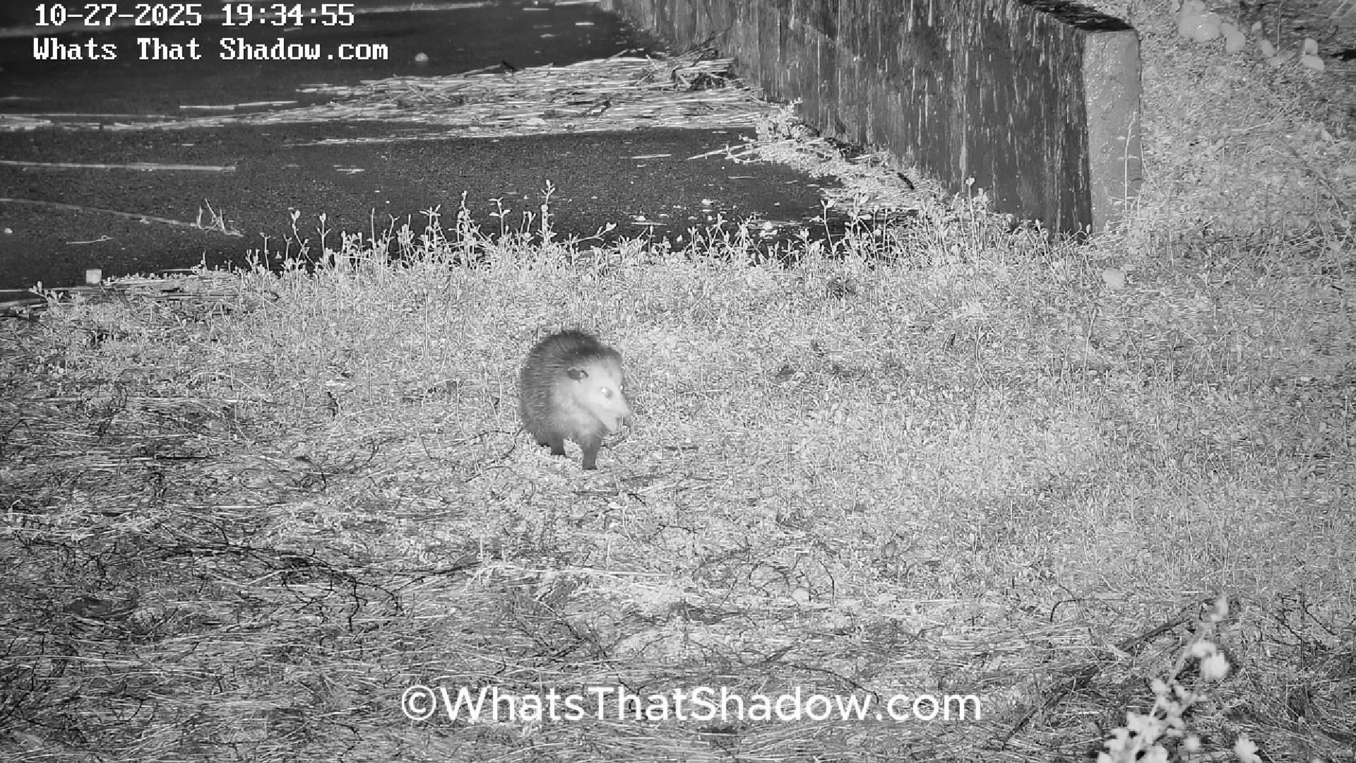 Raccoon Kit Sneaks Up On OPossum