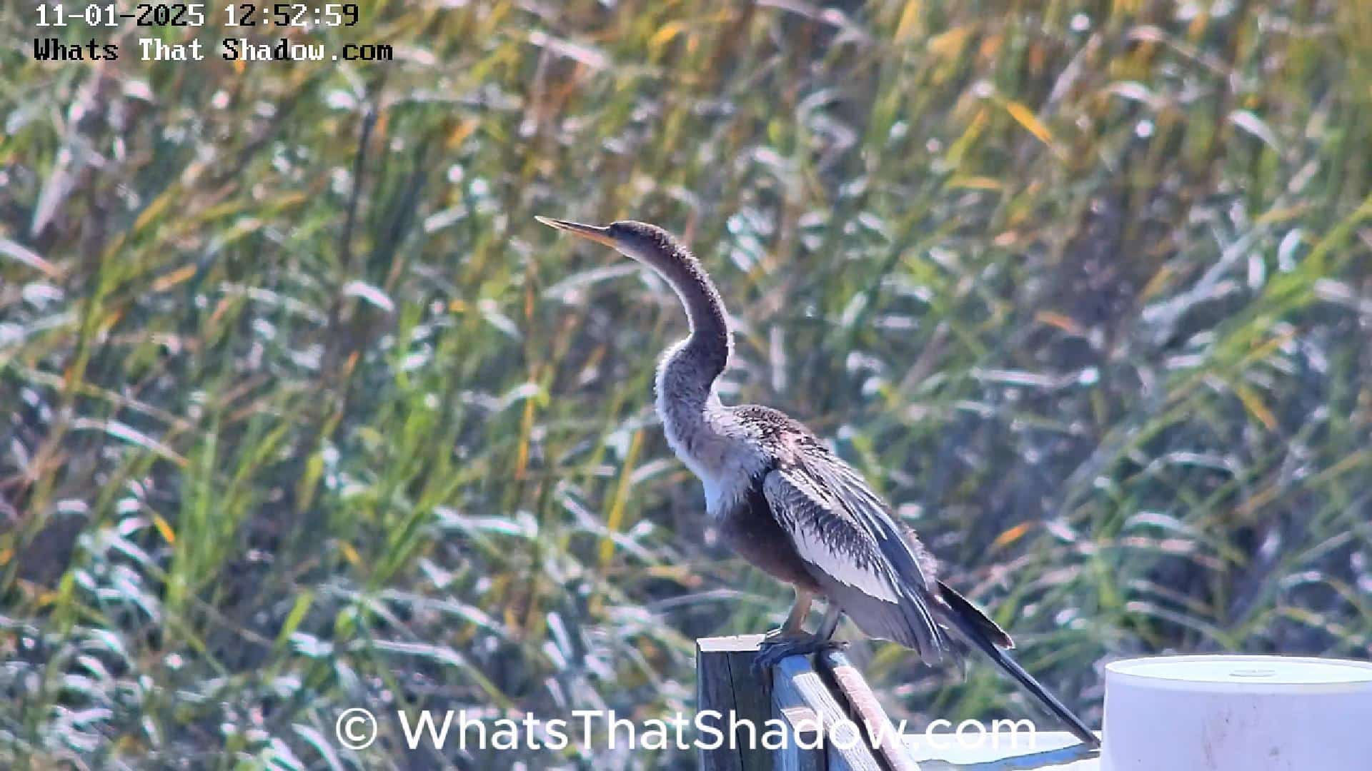 Female Anhinga Sunning Dock
