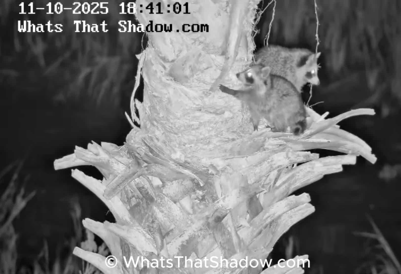 Raccoon Kits In Palm Tree Hanging Out