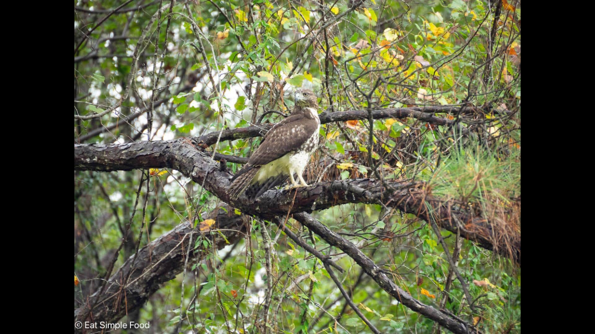 Immature Red Tailed Hawk Release