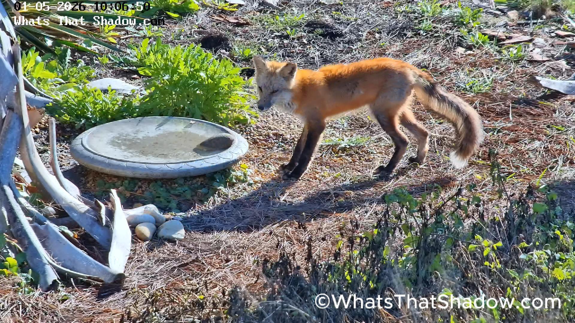 Red Fox Pops Out of Marsh In The Day