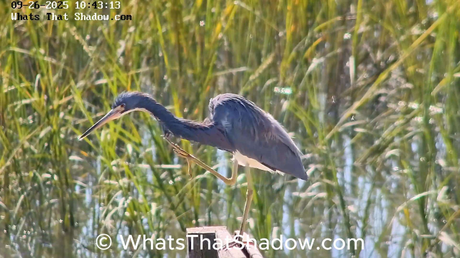 Tricolored Heron Preening & Scratching