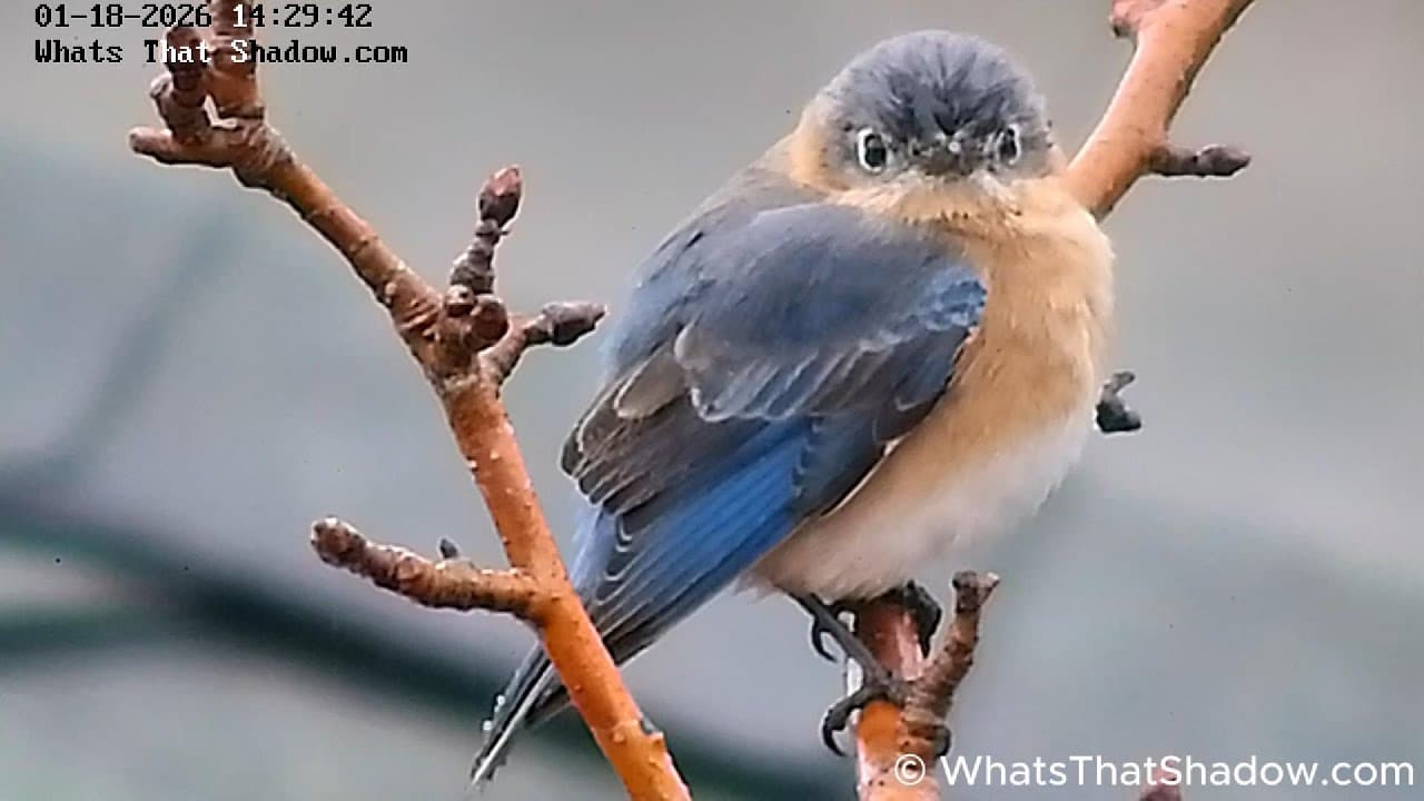 Female Bluebird Looking Pretty in The Rain