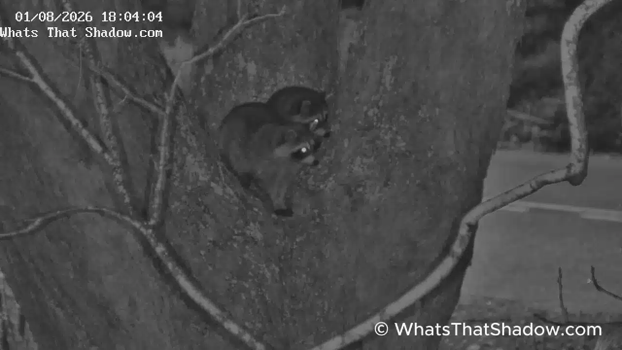 Raccoon Kits Taking Cover in Pecan Tree