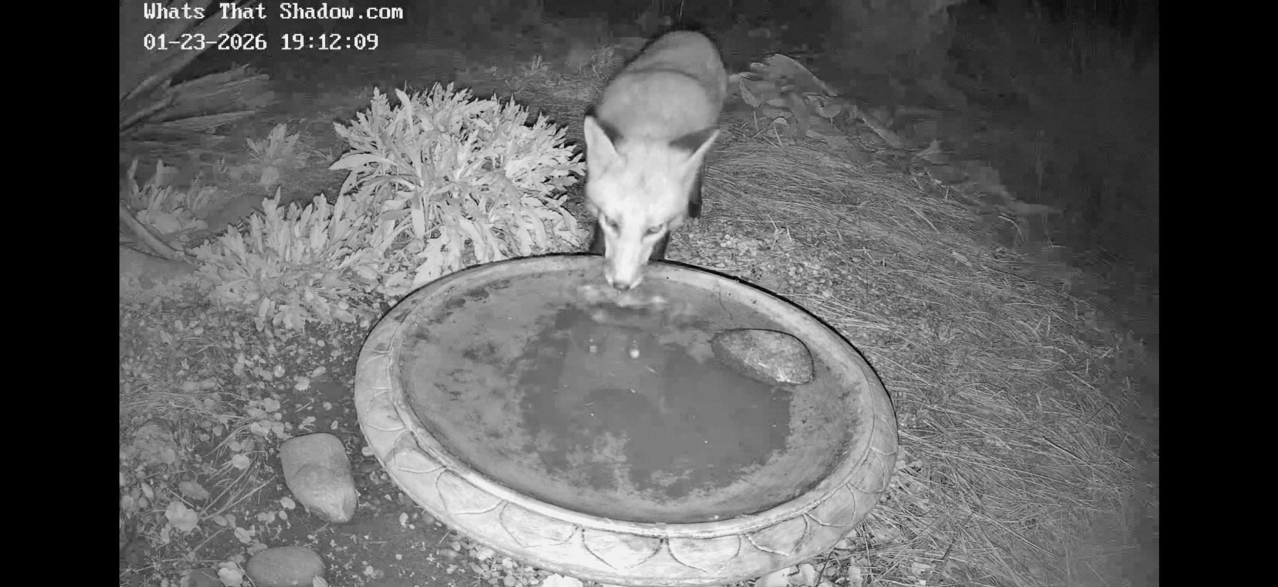Eastern Red Fox and Three Raccoons at Waterbowl
