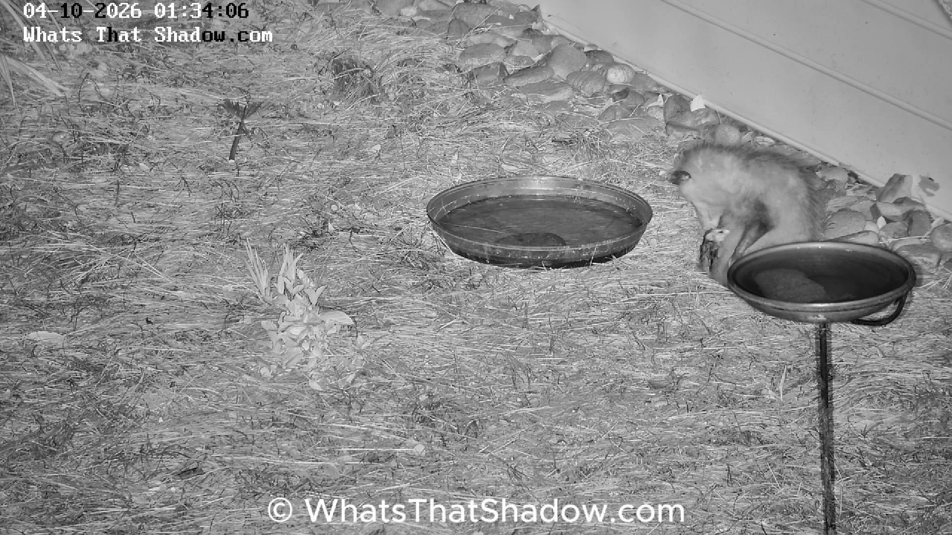 Little Mama Possum (Opossum) Grooms A Joey In Pouch