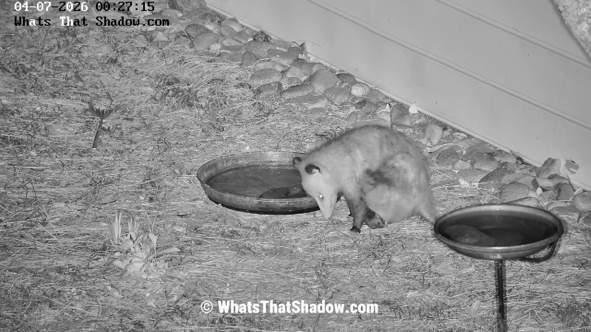 Mama Opossum Has Babies in Pouch