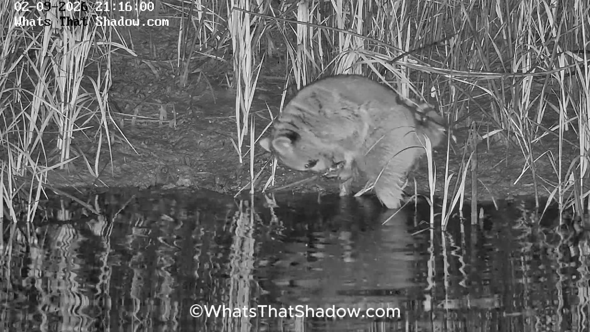 Raccoon In Marsh Pluff Mud Eating Shellfish