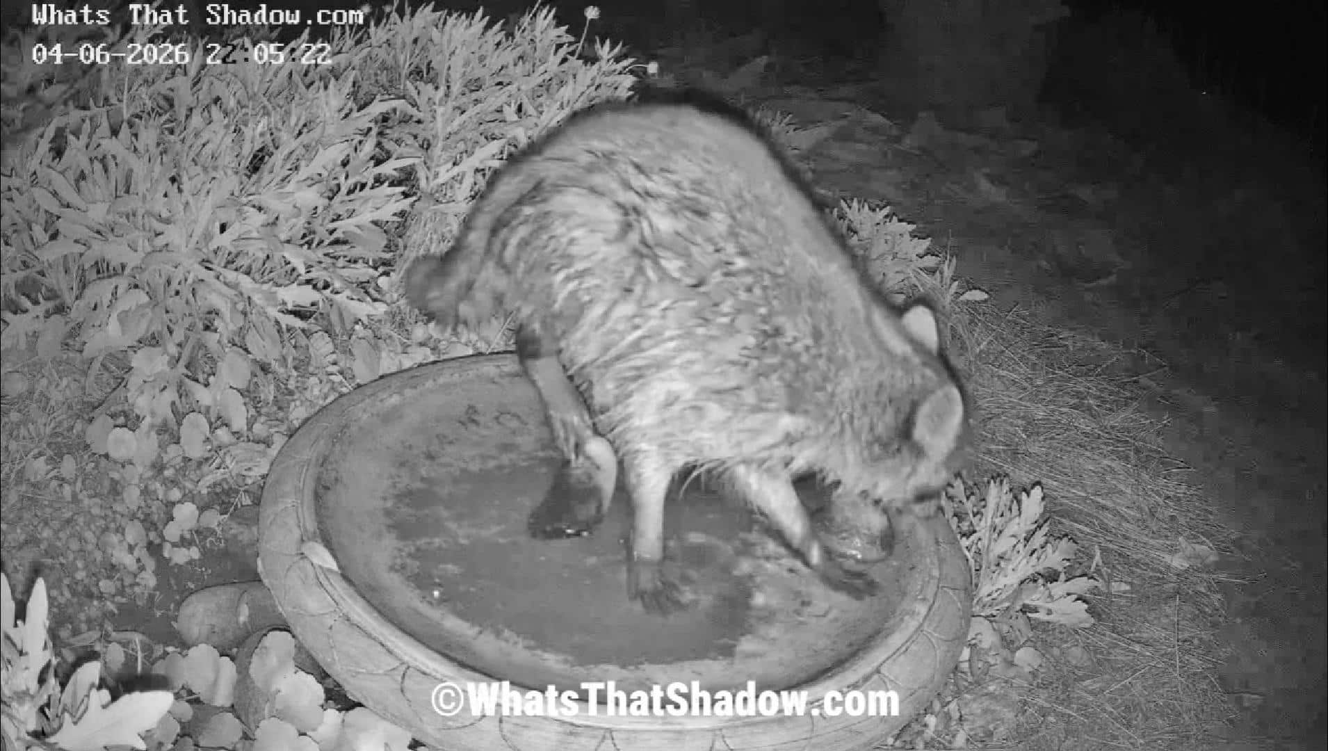 Raccoon With Huge Mussel On Foot